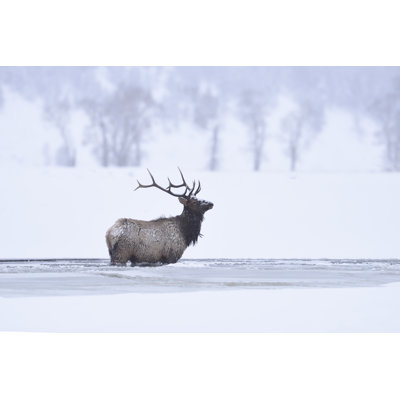 Winter Bull Elk by Kojihirano - Wrapped Canvas Print