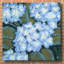 «Blue Hydrangeas I» par Tim O'Toole, art mural en verre acrylique-1495891029