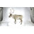 Reindeer Standing