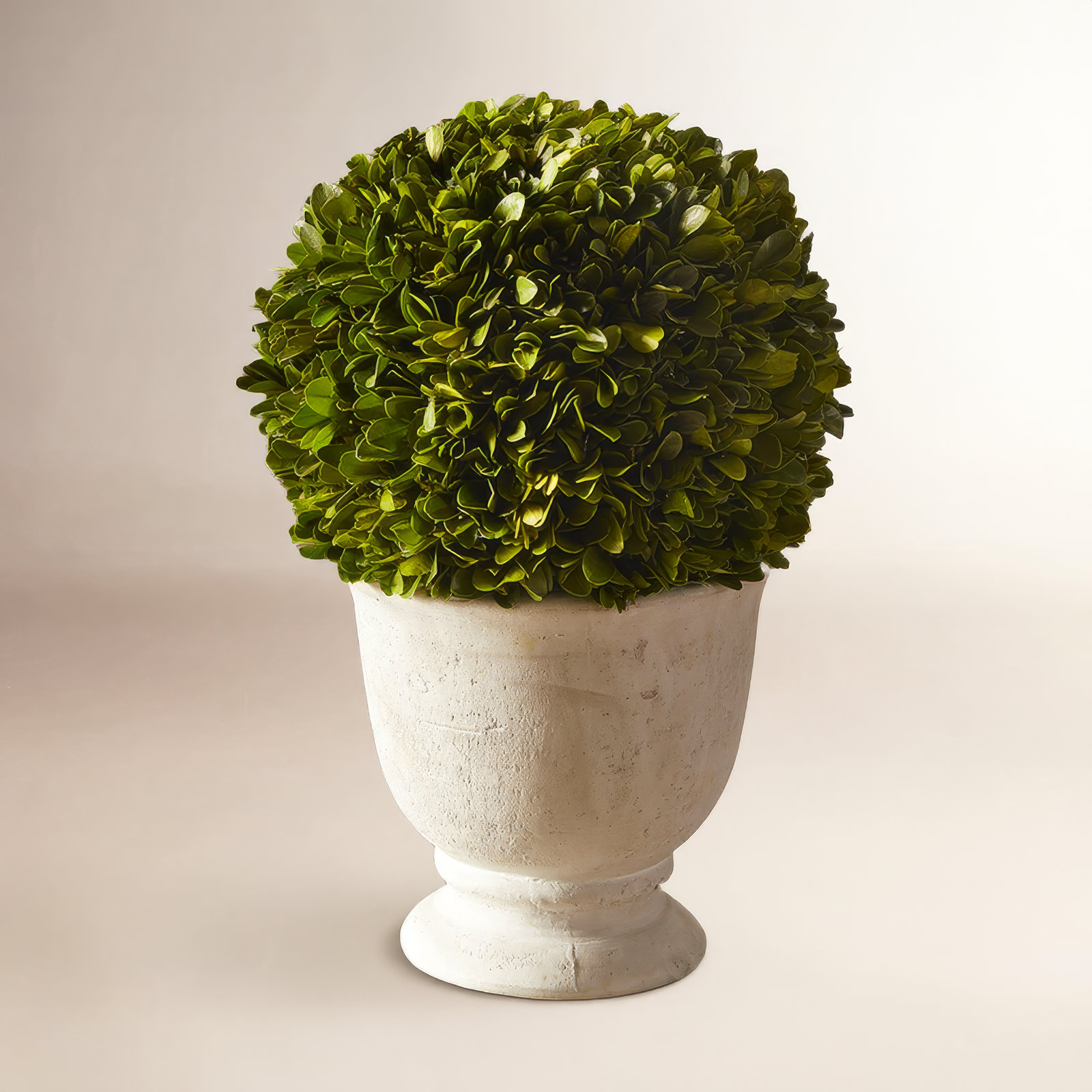 Alby 12" Boxwood Topiary in Vase, 12'' H X 8'' W X 8'' D