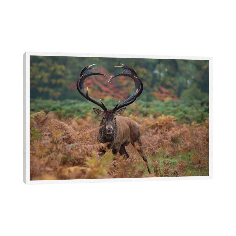 Heart Shaped Antlers Rampant - Print on Canvas, 66.04cm H x 101.6cm W x 3.81cm D, White Framed