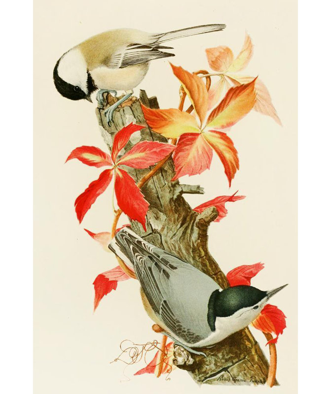 «Mésange, sittelle à poitrine blanche» par Louis Agassiz Fuertes - Art mural sur toile tendue avec châssis, H 24 po x l 17 po