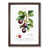 Walnut Framed