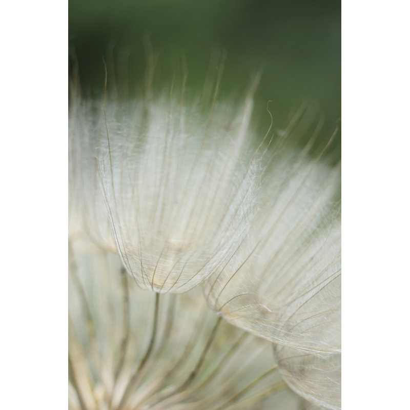 Macro Dandelion I by Renée W. Stramel - Wrapped Canvas Graphic Art, 76 cm H x 51 cm W, Black Floater Framed