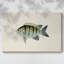 Toile tendue collection Tropical Fish Collection VI-Gallery-78548440