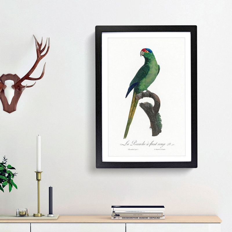 Red-Crowned Parakeet by F. Levaillant - Picture Frame Painting Print, Black Framed, 36cm H x 27cm W x 2cm D