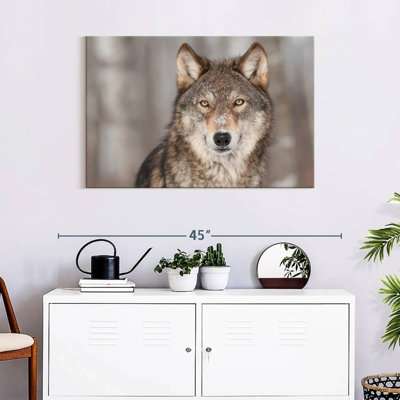Brampt Gray Wolf Stare