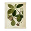 Toile rétro, plante d'avocat, par Lil 'Rue-1229563700
