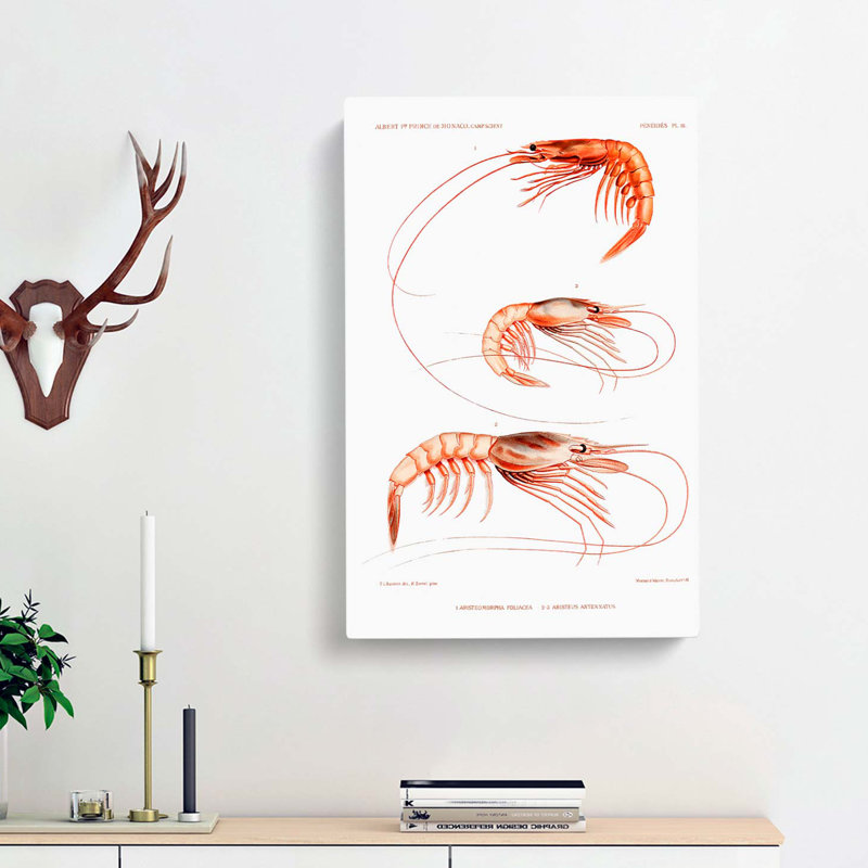 Shrimp Illustrations by Albert I - Wrapped Canvas Painting, 76cm H x 50cm W x 3cm D