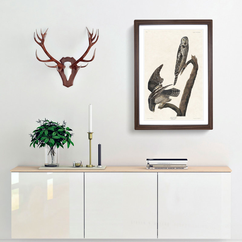 Hawk Owls by John Audubon - Picture Frame Painting Print, 48cm H x 36cm W x 2cm D, Walnut Framed