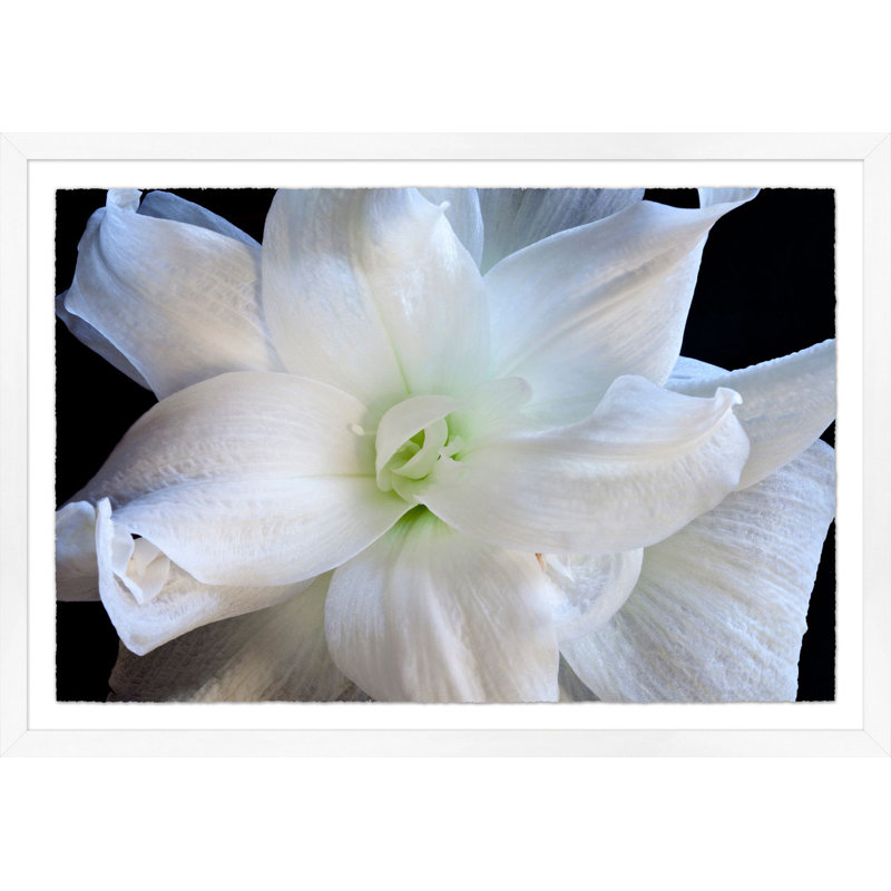Amaryllis double