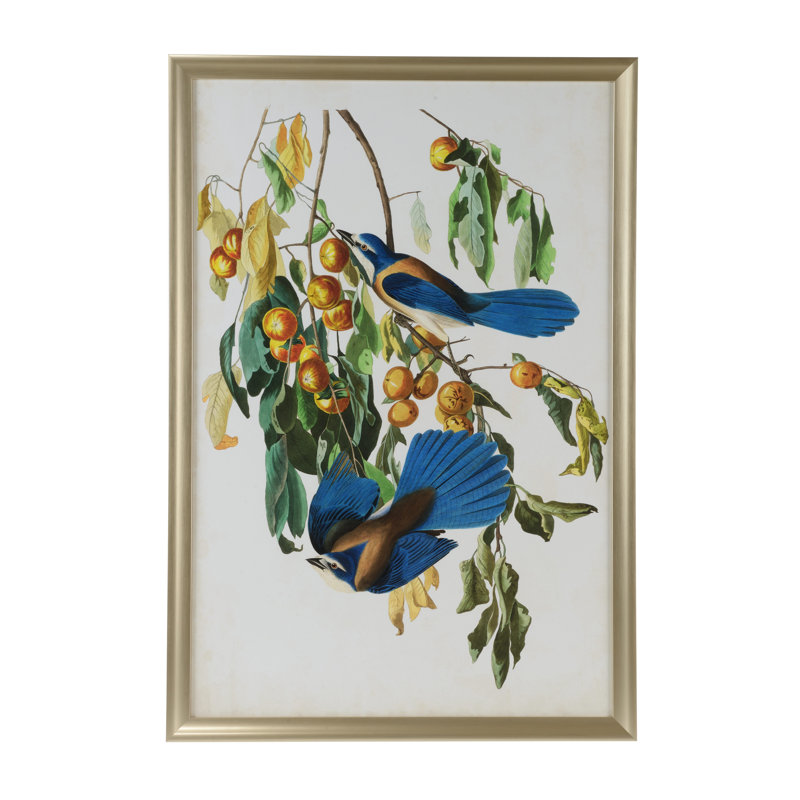 Audubon Blue Jay II Print