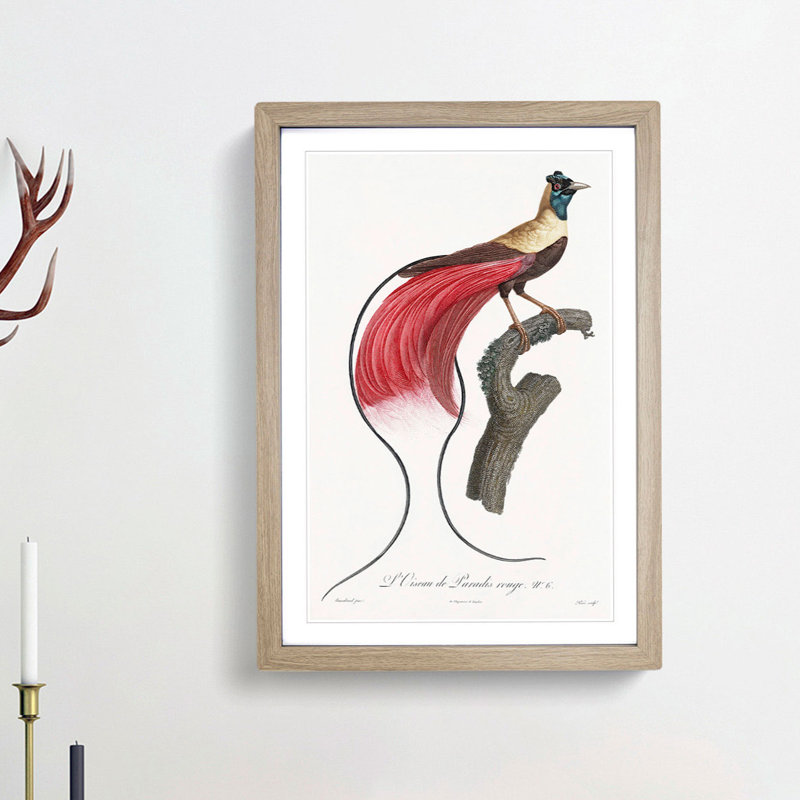 Red Bird of Paradise by Jacques Barraband - Picture Frame Painting Print, 65cm H x 48cm W x 2cm D, Oak Framed