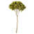 Antique Moss