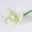 Tige orchidée clivia-31075627-31075629
