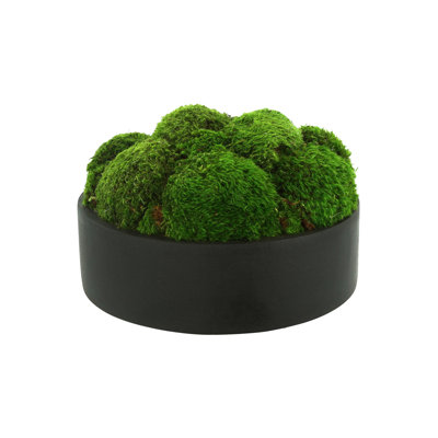 Nature's Nostalgia 8'' Moss Plant in Fiberstone Planter