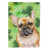Brown French Bulldog