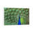 Peacock Feathers - Floater Frame Print on Canvas-30786859-30786856