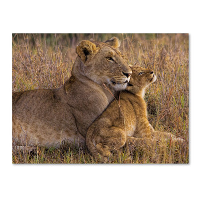 Wrapped Canvas Wall Art - Henry Jager 'Baby Lion With Mother' Wall Art for Living Room, Bedroom, or Office Décor - 35x47