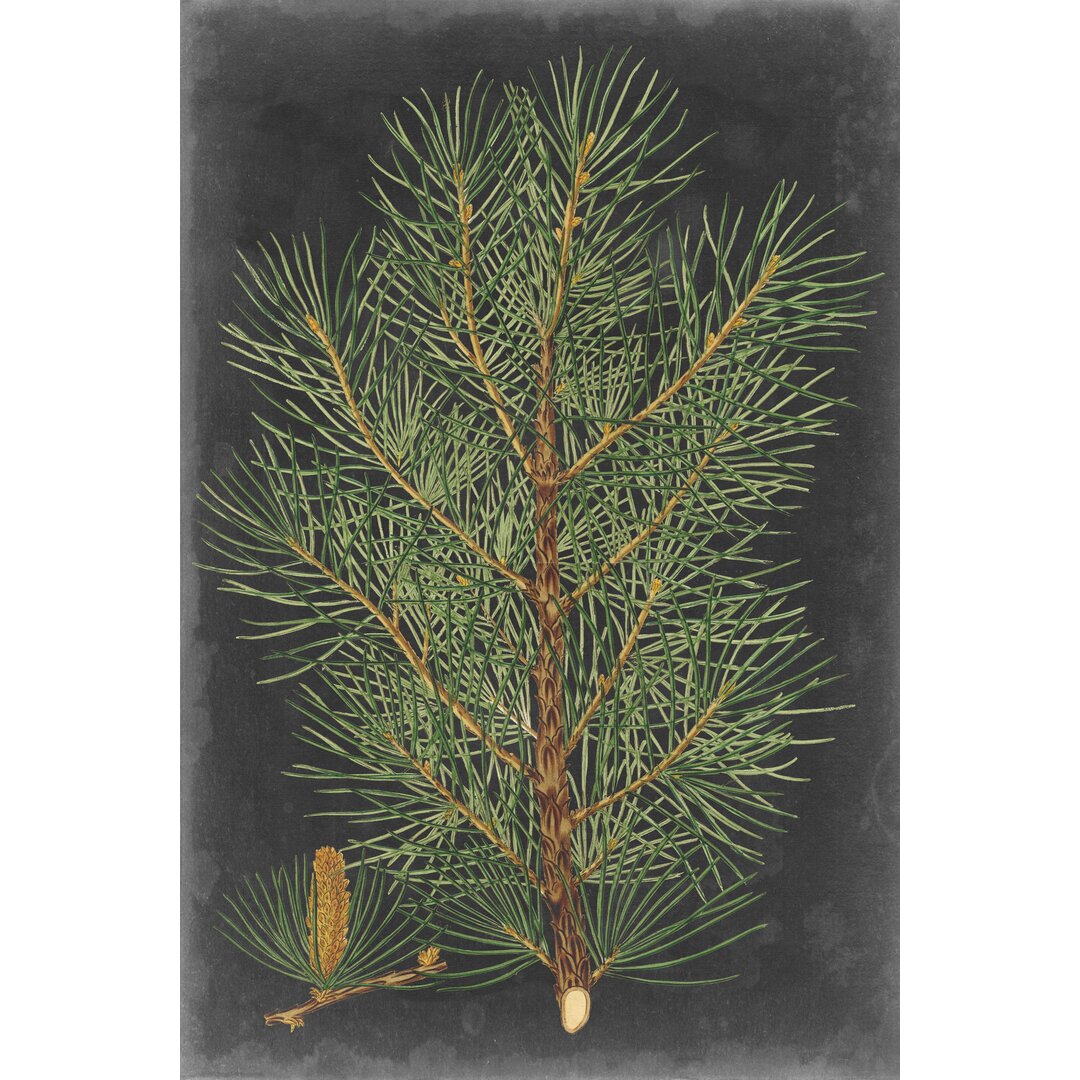 Leinwandbild Dramatic Pine II von Vision Studio