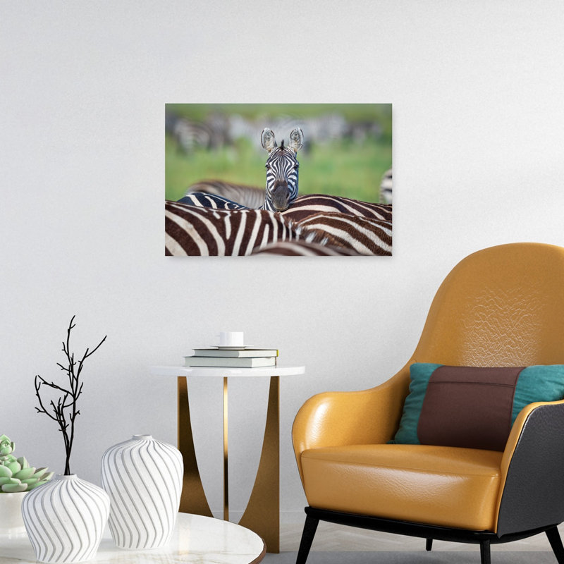 Curious Zebra Peek Contemporary Zebra Wall Art Print by Jeffrey C. Sink - 1 Piece Wrapped Canvas Wall Art