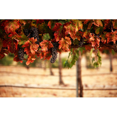 Red Grapes by Swalls