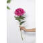 Tige chrysanthemum-22214106