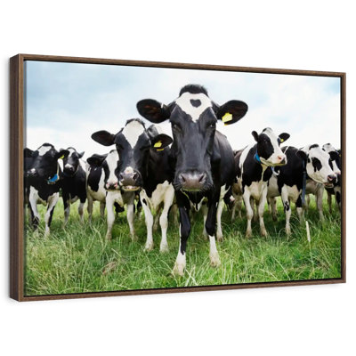 Vaches Holstein