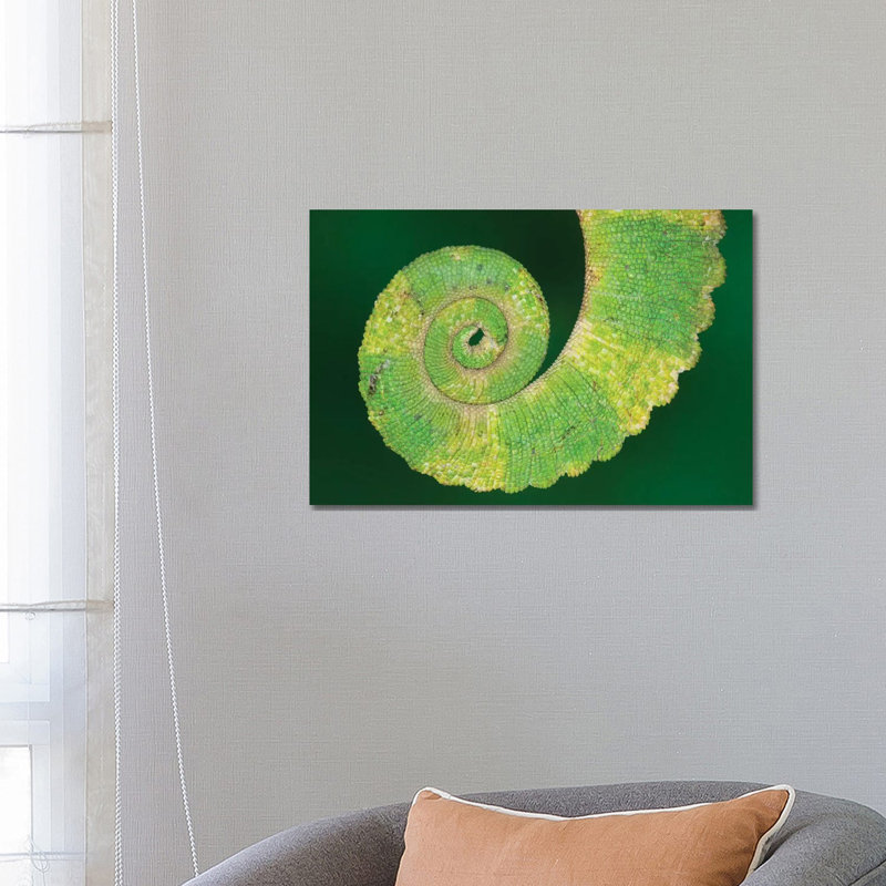 USA, California. Close-up Of Tail Of Jackson's Chameleon. by Jaynes Gallery - Wrapped Canvas Print, 66.04 cm H x 45.72 cm W