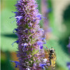 Anise Hyssop