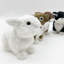 Adjei Animals Statue