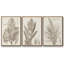 Sépia, plantes exotiques I, ensemble de 3 toiles encadrées-97706325-97706328