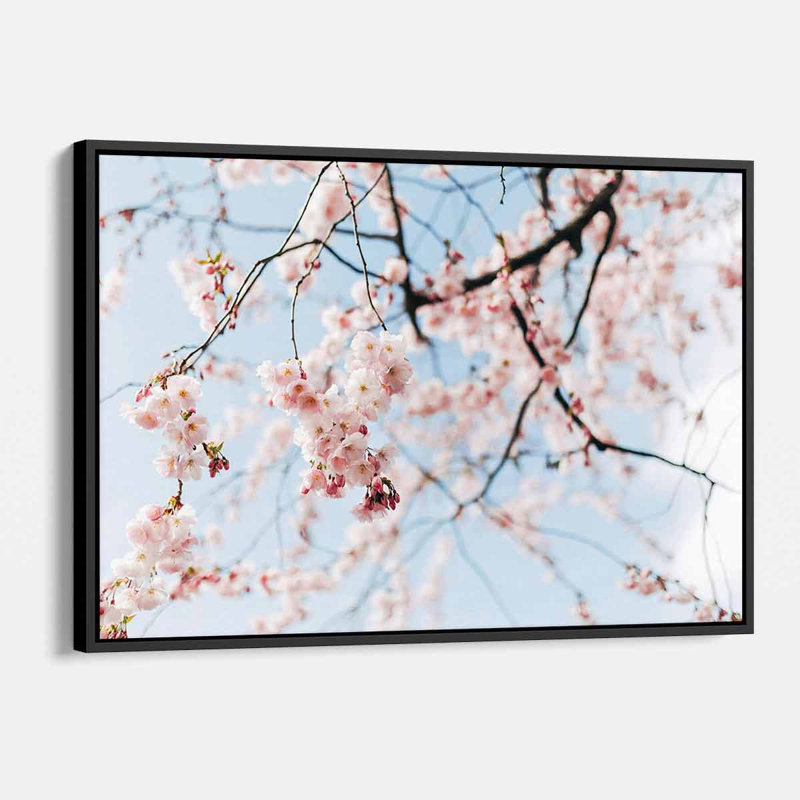 «Brynna Pink Cherry Blossom», art mural sur toile 2818, H 12 po x l 16 po, Cadre flottant noir
