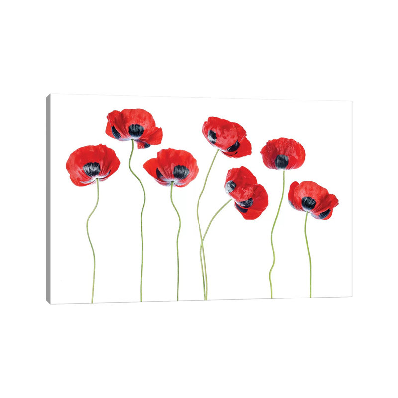 Ladybird Poppies 1 Piece Wall Art on Canvas, 20.32cm H x 30.48cm W x 1.91cm D, Wrapped Canvas
