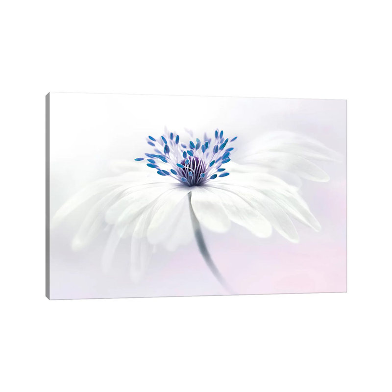 Anemone Blanda- Gallery-Wrapped Canvas Giclée, 12" H x 18" W