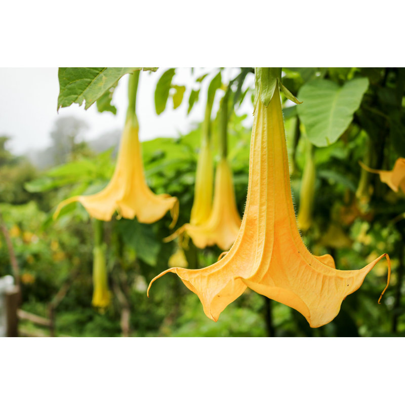 «Datura or Thorn Apple» par Sarawutnam - photographie sur toile tendue, H 8 po x l 12 po