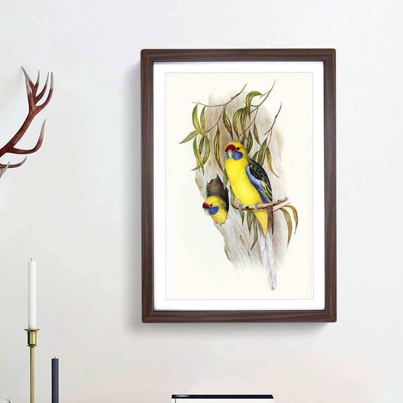 Yellow-Bellied Parakeets by Elizabeth Gould - Picture Frame Art Print, 48cm H x 36cm W x 2cm D, Walnut Framed