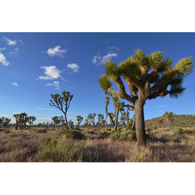 Parc national de Joshua Tree