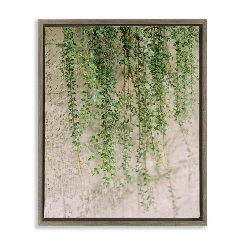 «Hanging Ivy Vines», art mural encadré par Justine Milton, Cadre flottant orme Montalcino, H 31 po x l 25 po
