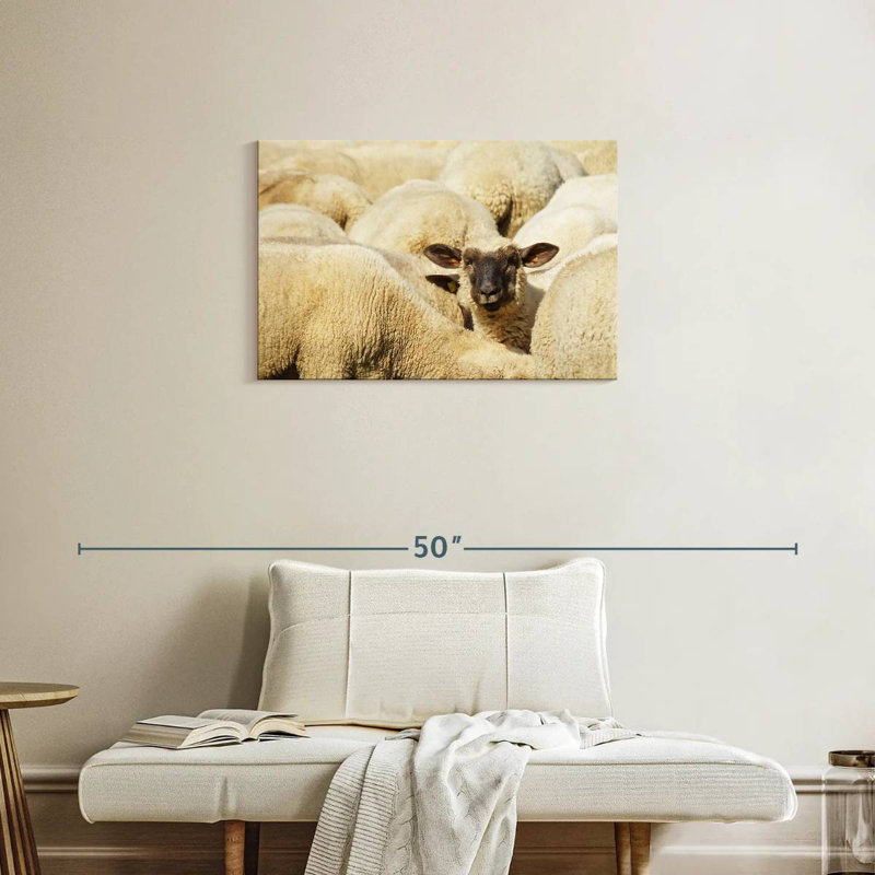 Mouton Brampt, H 20 po x l 30 po