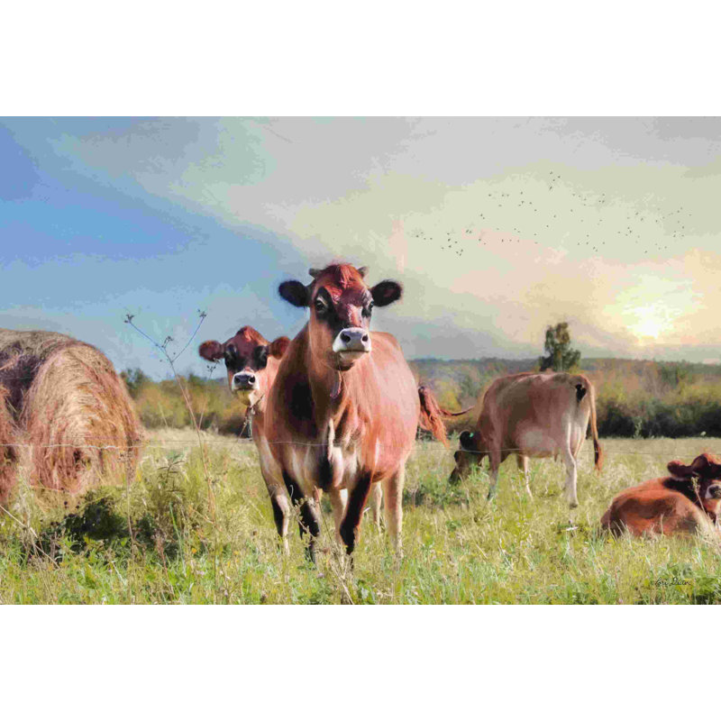 Vache Photobomb, H 24 po x l 36 po