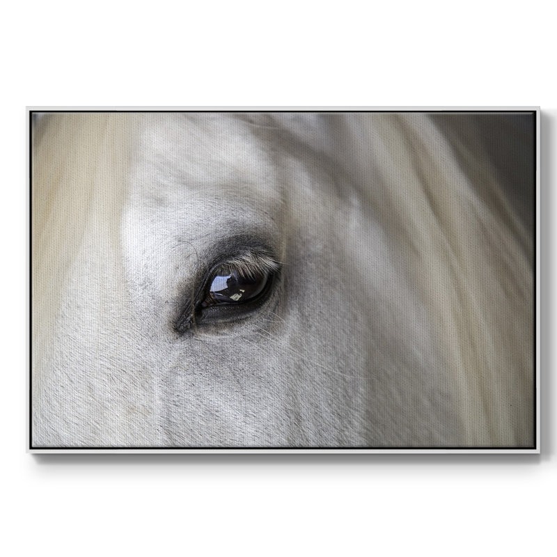 Balearic Island Horse, peinture sur toile encadrée, Cadre blanc, H 27 po x l 41 po x P 2 po