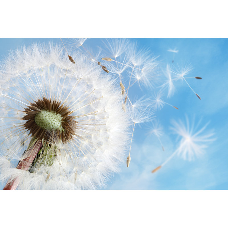 Dandelion Clock Dispersing Seed by BrianAJackson - Wrapped Canvas Print, 20cm H x 30cm W x 3.8cm D