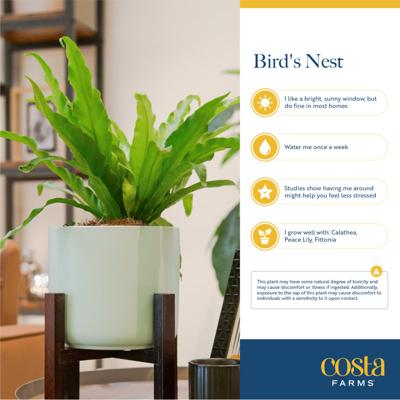Costa Farms Bird's Nest Fern - Thumbnail 4