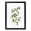 English Roses in Pink by Pierre-Joseph Redoute - Picture Frame Painting Print-55539510-55539513