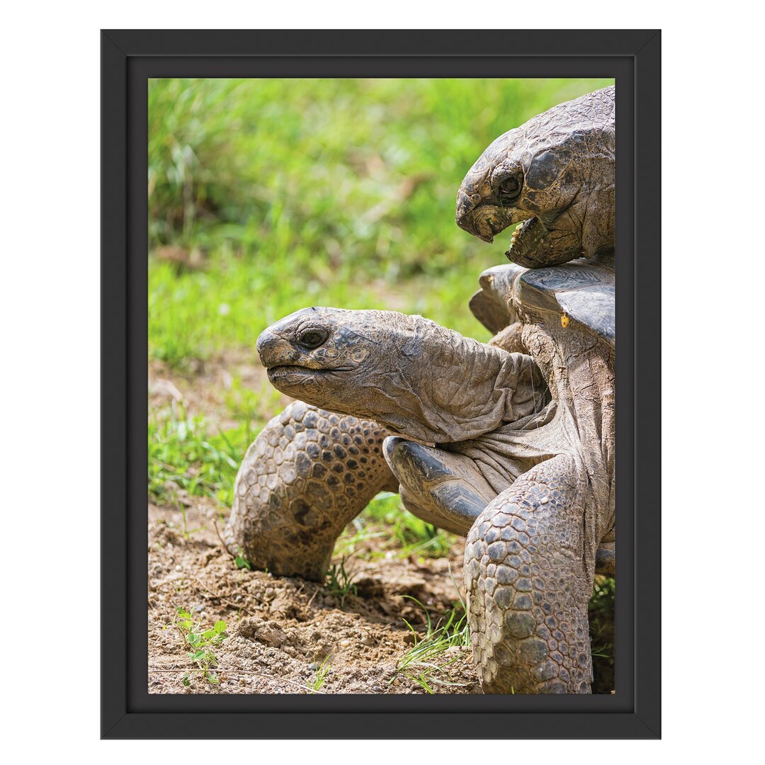 Gerahmtes Wandbild liebevolles Schildkrötenpaar