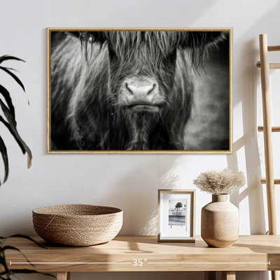 Vache Highland