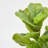 Artificial Fiddle Leaf Fig Tree 5Ft/7.2Ft-1417875966