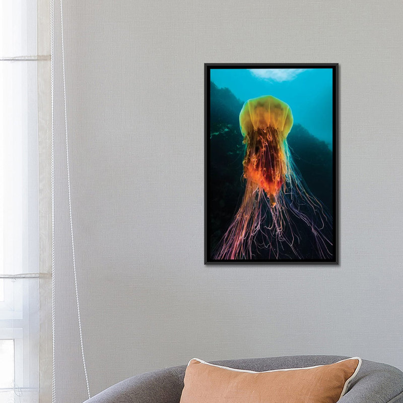 A Lion's Mane Jellyfish Rises From The Deep In Alaska II by Jennifer Idol - Wrapped Canvas Gallery-Wrapped Canvas Giclée