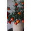 Branche de grenadier artificielle de 31 po